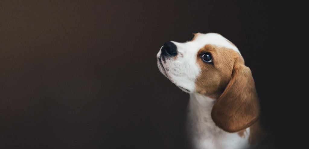 home hero free img 1024x493.jpg